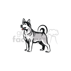 Simple husky dog