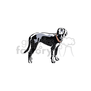 Black dog with collar standing