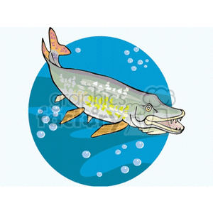 underwater barracuda