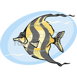 Tiger Angelfish - Exotic Tropical Marine Fish
