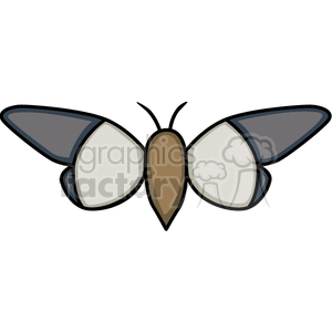 Gray and White Butterfly