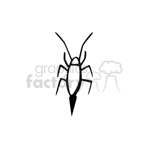 Black and white cockroach