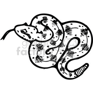 Black and white rattle snake