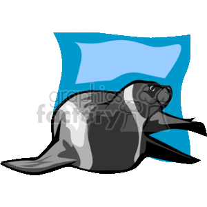 Big grey with white striped seal