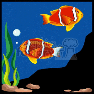 Two Orange fish swimming