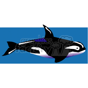 Orca under water