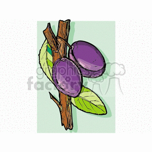 Clipart image of purple plums on a branch with leaves.