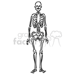 Clipart image of a human skeleton illustration.