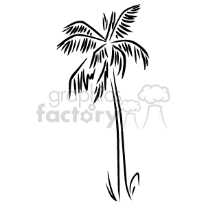 The image is a simple black and white line art illustration of a palm tree, often associated with tropical and subtropical climates. The palm tree has a tall, slender trunk with a crown of arching fronds (leaves) at the top.