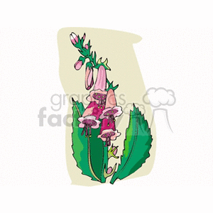 Illustration of pink foxglove flowers with green leaves