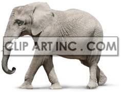 The image shows an elephant walking with its tusks visible. The elephant is an Asian or African elephant