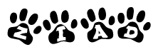 The image shows a series of animal paw prints arranged in a horizontal line. Each paw print contains a letter, and together they spell out the word Ziad.