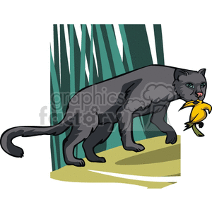 Panther carrying food