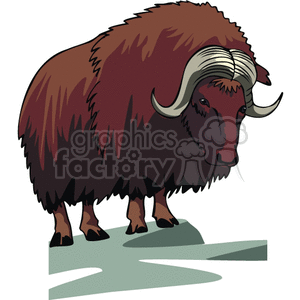 Huge Ox on grass