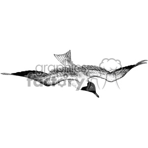 A detailed black and white clipart of a flying bird, showcasing its outstretched wings and intricate feather patterns.