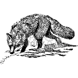 A black and white clipart illustration of a fox sniffing the ground.