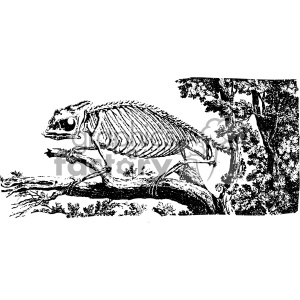 A detailed black and white clipart image depicting the skeleton of a chameleon perched on a branch with a forest background.