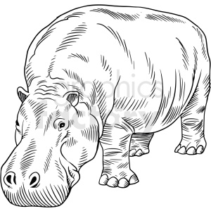 The image is a black and white line art illustration of a hippopotamus. The detail of the drawing is fine, capturing the texture of the hippo's skin and its general body shape and features.