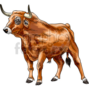 bull vector graphic