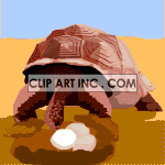tortoise02