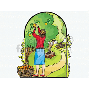   The clipart image depicts a woman picking apples from a tree in an orchard. She