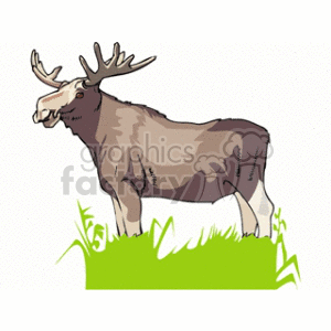 Moose with Antlers in Grass Clipart Image