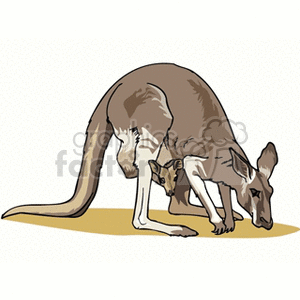Illustration of Kangaroos in Australia - Adult and Joey