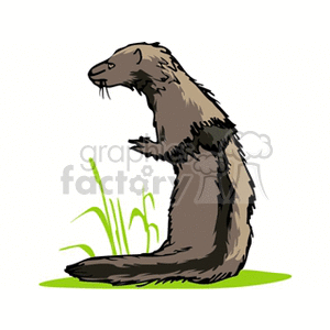 Illustration of a Sitting Mink
