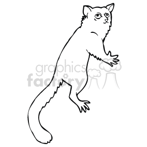 The image is a black-and-white illustration of a lemur with a long tail. It has a slender body and pointed ears. Its tail is curled at the end and its legs are tucked into its body.