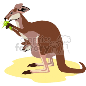 This clipart image features a brown kangaroo with a joey (young kangaroo) peeking out from her pouch. The adult kangaroo is standing on a patch of yellow, possibly representing sand or dry grass, and is holding some green leaves in its mouth. The stylization is simple and cartoon-like, suitable for educational materials or children's content.