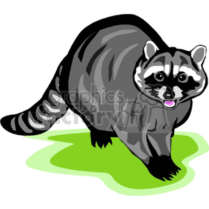 Cartoon Raccoon