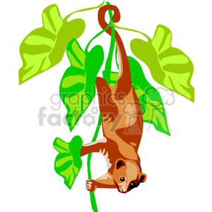Bush Baby – Nocturnal Primate Hanging from Vine