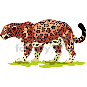 Cheetah