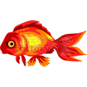 goldfish 