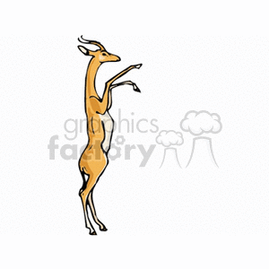 African gazelle standing on back legs