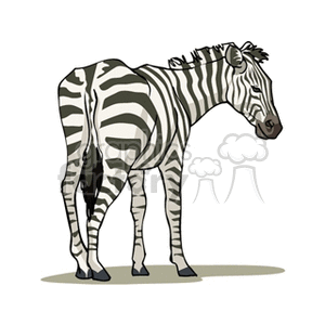 The clipart image depicts a single zebra standing. The zebra is illustrated in a stylized manner typical of clipart, with distinct black and white stripes, and appears to be in a relaxed pose.