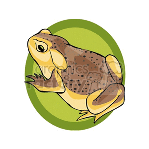 Full body profile of brown toad