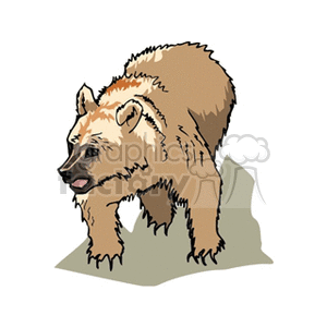 Forward facing brown bear cub