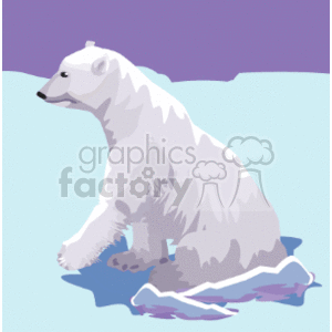 Polar bear sitting