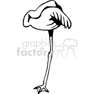 Black and white flamingo sleeping on one leg