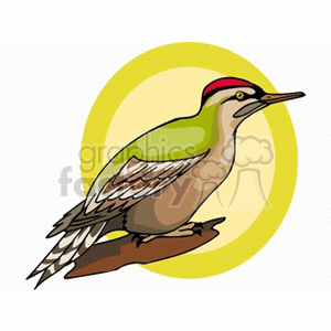 Clipart image of a woodpecker perched on a branch with a circular yellow background.