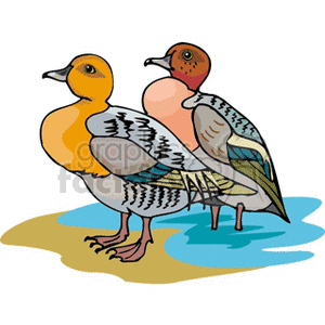 A colorful clipart image of two birds with detailed patterns on their feathers, standing on a surface with water nearby.