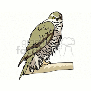 Clipart image of a hawk perched on a branch.