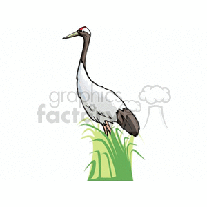 A clipart image of a red-crowned crane standing in tall grass.