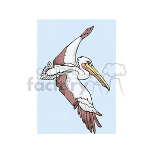 A clipart image of a flying pelican with its wings spread wide and a long beak. The pelican is predominantly white with brown feathers on its wings and tail.