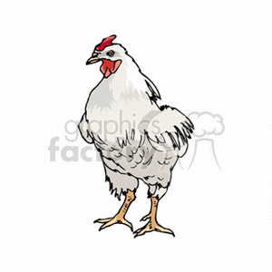 Clipart image of a standing white chicken with red comb and wattles.