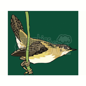 A clipart image of a small bird with brown and yellow feathers, perched on a green stem against a dark green background.