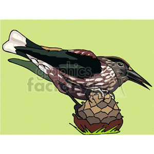 A clipart image of a bird with a dark body and white markings, perched on a pine cone, set against a light green background.