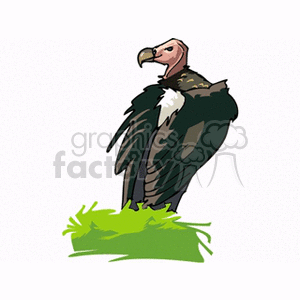 Clipart image of a vulture standing on green grass with a white background.