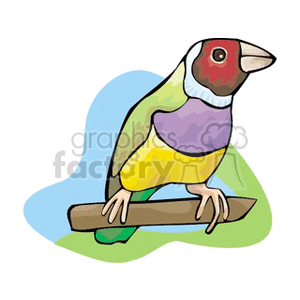 Colorful bird illustration perched on a branch with a blue and green background.